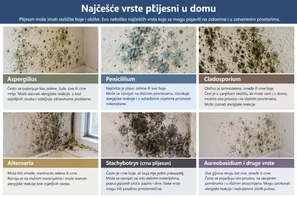 vrste plijesni u domu ako imate vlagu